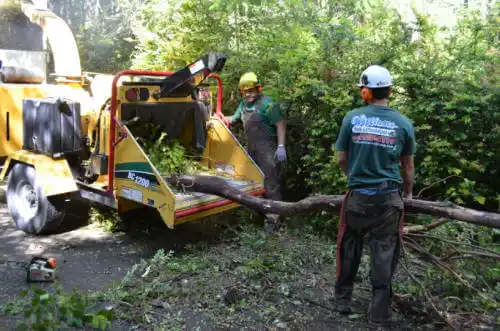 tree services Auburn